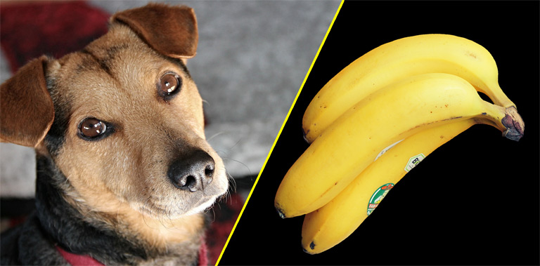 Czy pies może jeść banany? Banany dla psa