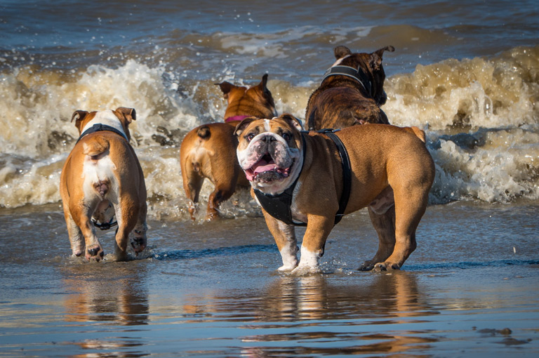 Buldogi angielskie w wodzie