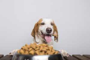 Ile powinien jeść pies? TABELA, OBLICZENIA, WSKAZÓWKI