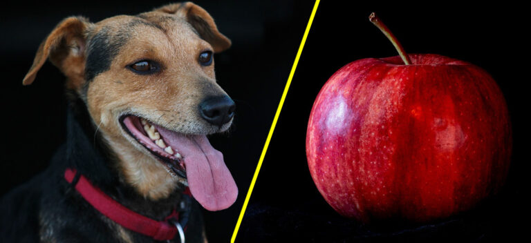 Jabłko dla psa | Czy pies może jeść jabłko?