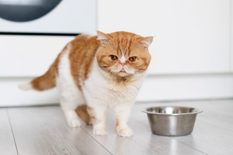 Jak karmić kota – ABC żywienia kota w jednym poradniku