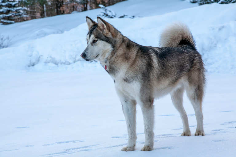 Alaskan malamute na śniegu