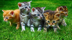Malutkie koty – TOP 10 ras małych kotków
