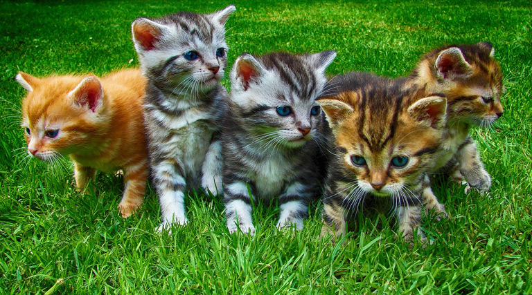 TOP 10 ras małych kotków