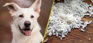 Ryż dla psa – CZY PIES MOŻE JEŚĆ RYŻ?