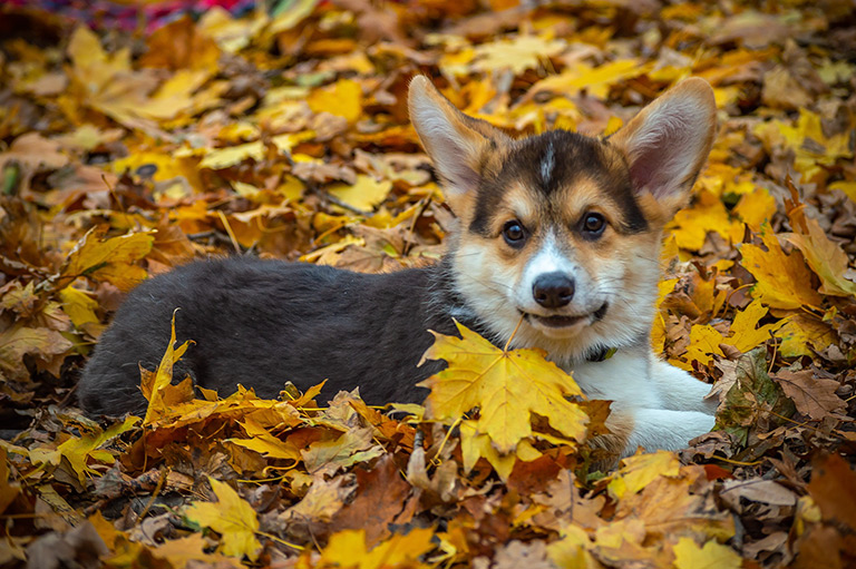 Szczeniak corgi pembroke