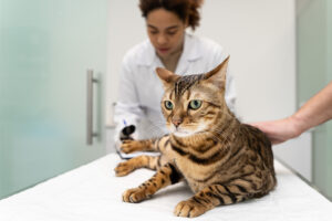 Grzybica u kota – objawy, rozpoznanie, leczenie