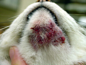 Koci trądzik – jak wygląda, objawy, leczenie
