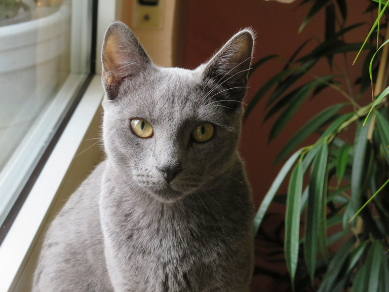 Koty dla alergików - kot rosyjski niebieski krótkowłosy