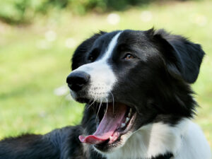 Odgłosy psa – jakie dźwięki wydaje pies, co znaczą?