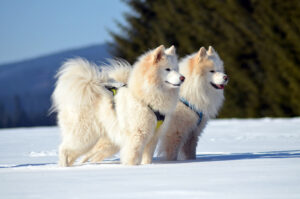 Samojed – samoyed – hodowla, szczeniaki, wychowanie