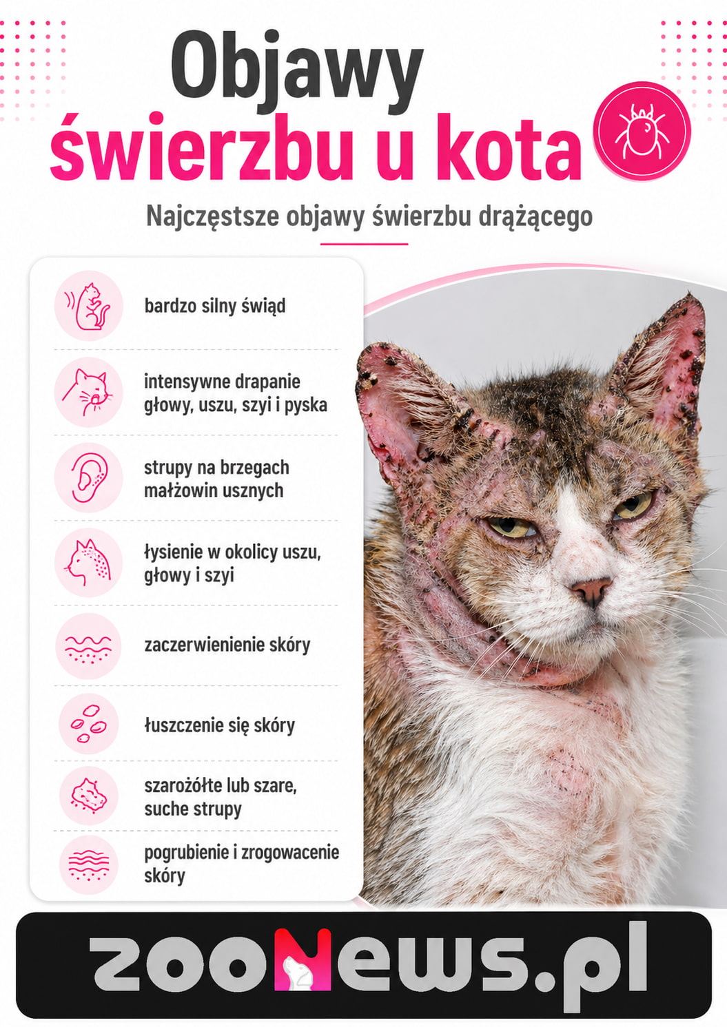 Świerzb u kota infografika