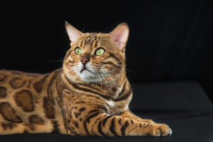 Umaszczenie kotów – jakie są kolory i rysunki na sierści kotów?