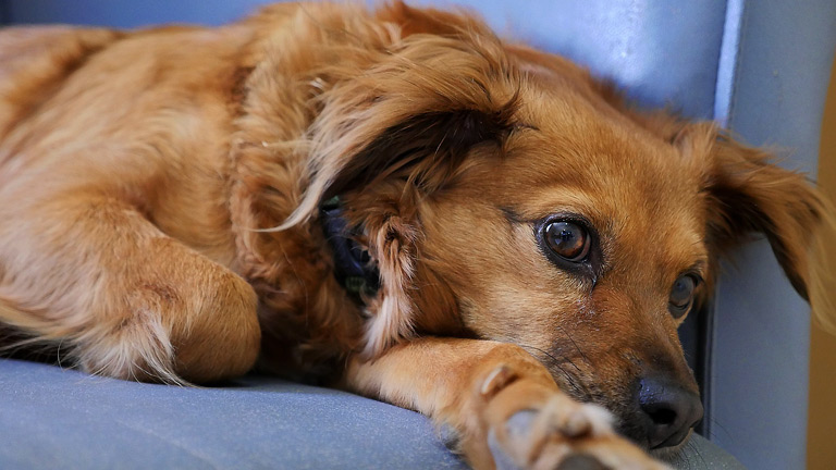 Zapalenie trzustki u psa – PRZYCZNY, OBJAWY, LECZENIE
