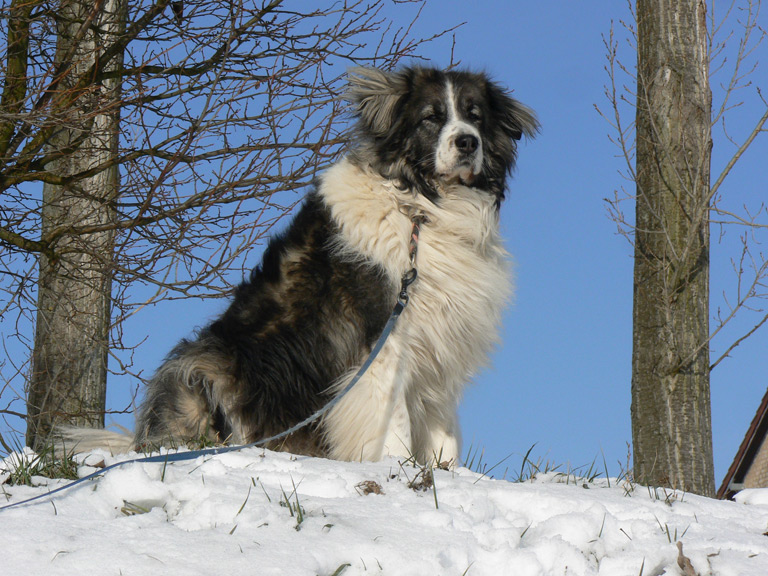 Owczarek kaukaski na śniegu
