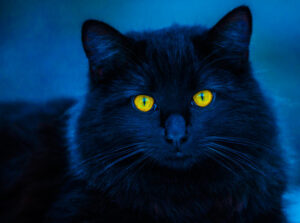 Ailurofobia – jak działa strach przed kotami?