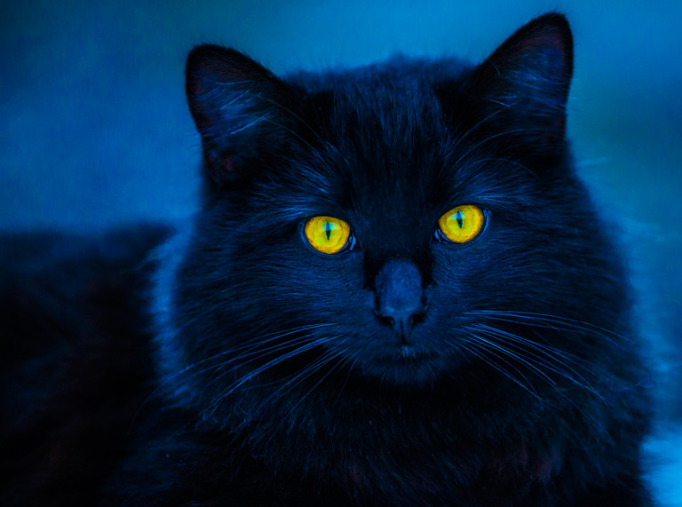 Ailurofobia – jak działa strach przed kotami?