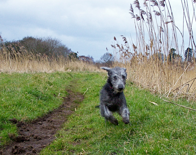 bedlington terrier w biegu