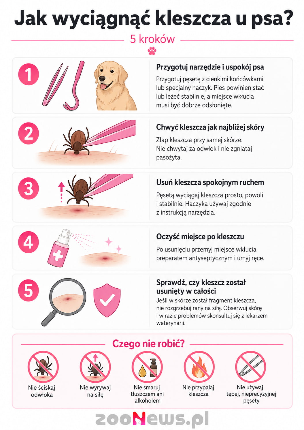 Jak wyciągnąć kleszcza u psa infografika