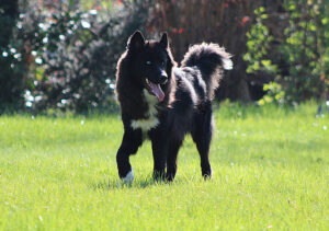 Łajka jakucka – hodowla, szczeniaki, wychowanie