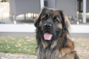 Leonberger – hodowla, szczeniaki, wychowanie