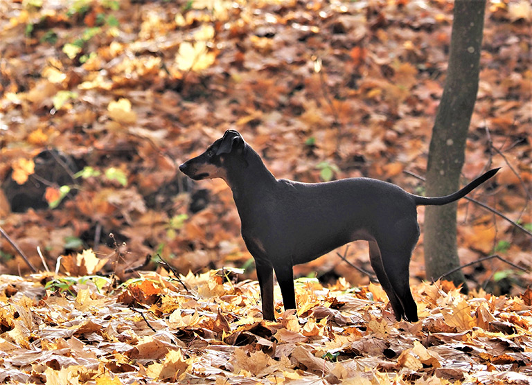 manchester terrier w parku