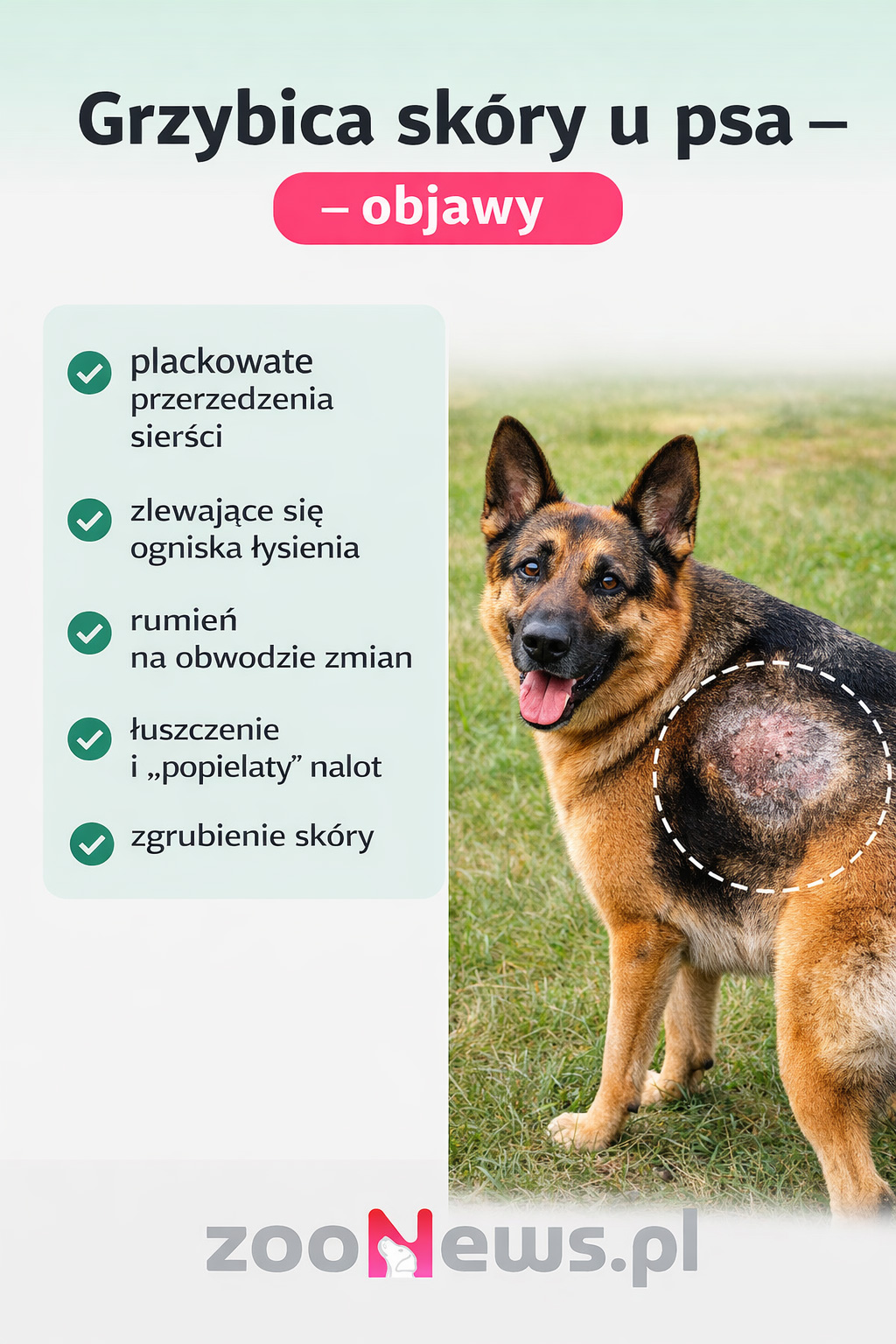 Grzybica skóry u psa infografika