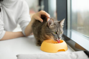 Ile razy dziennie karmić kota? Przygotuj koci plan żywienia