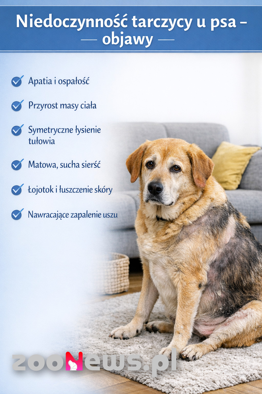 Niedoczynność tarczycy u psa infografika