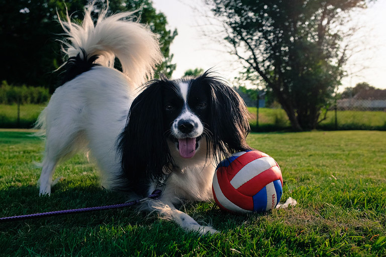 Phalene z piłką w parku