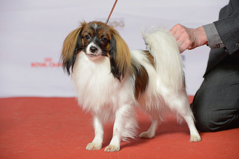 Phalene na wystawie psów rasowych