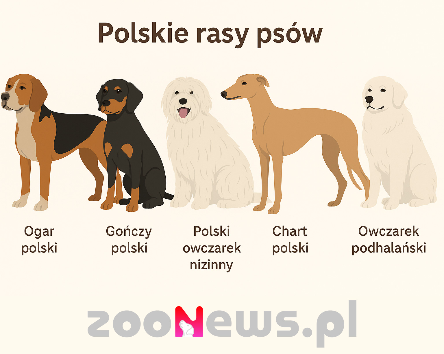 Polskie rasy psów infografika
