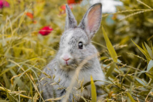Ile żyje królik – sprawdź, jak długo żyją króliki domowe