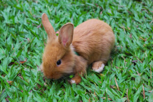 Ile żyje królik miniaturka – sprawdź, jak długo będzie żył