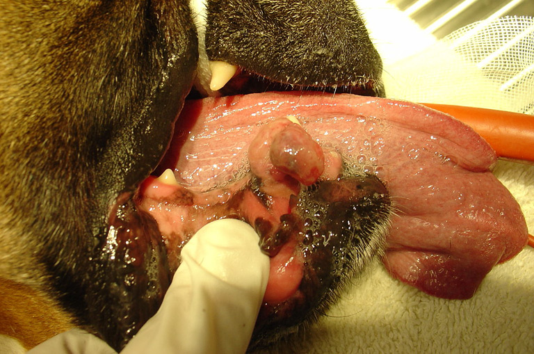 NADZIĄŚLAK U PSA – przyczyny, rozpoznanie, leczenie