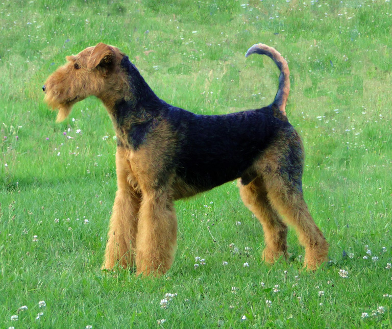 Samiec airedale terriera