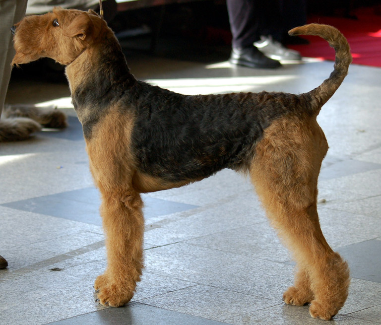 Jak wygląda airedale terrier?