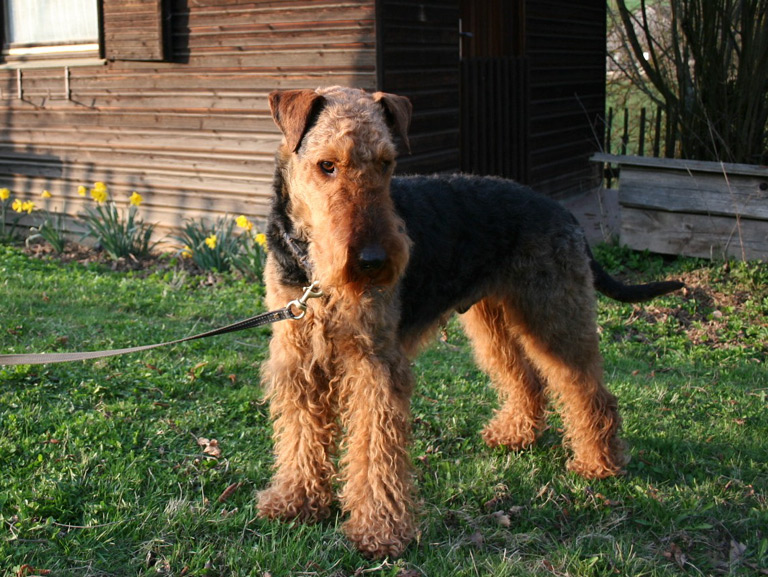 Airedale terrier – hodowla, szczeniaki, wychowanie