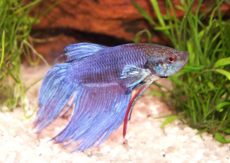 Betta splendes