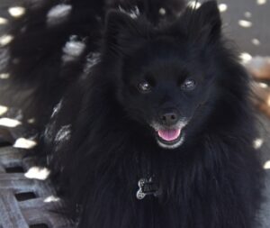 Czarny szpic miniaturowy