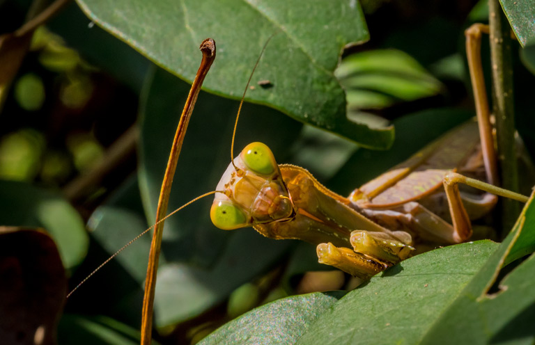 Modliszka – gatunki, cena, hodowla