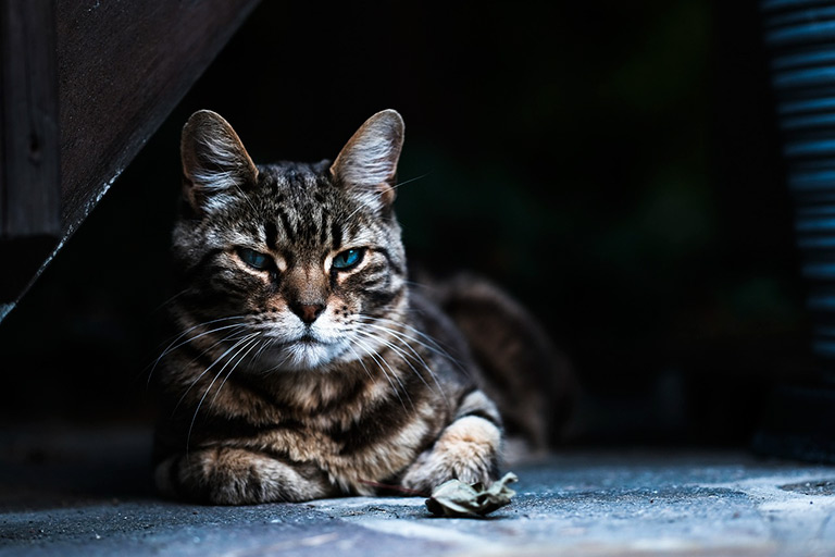 Pasożyty u kota – sprawdź, które zagrażają kotu