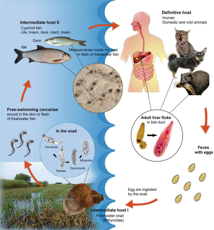 Przywra kocia – cykl rozwojowy