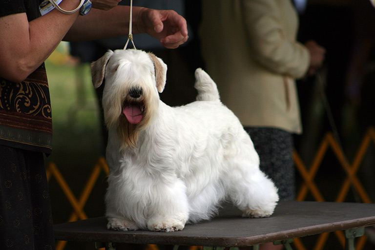 Sealyham terrier na wystawie
