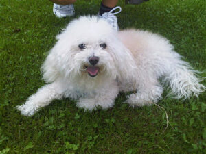 BOLOŃCZYK – hodowla