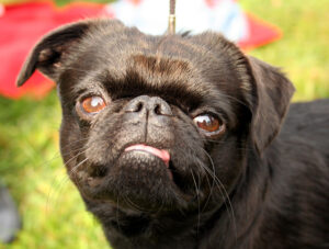 BRABANTCZYK – cena, charakter, opis rasy