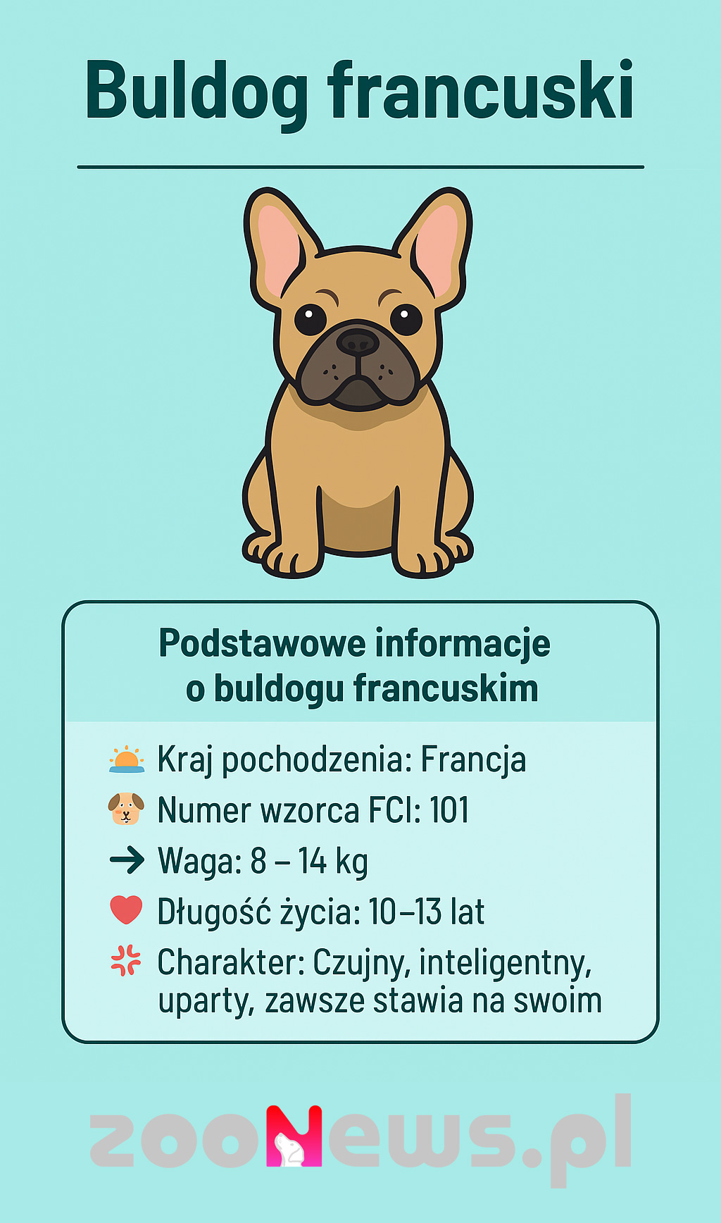 Buldog francuski infografika