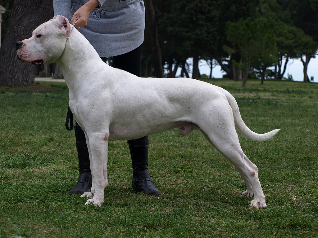 Jak wygląda dog argentyński