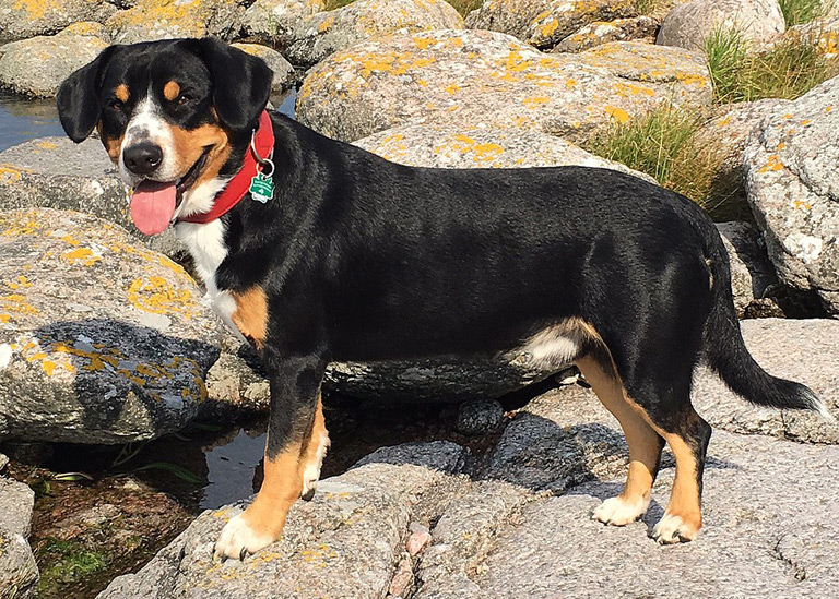 Jak wygląda entlebucher