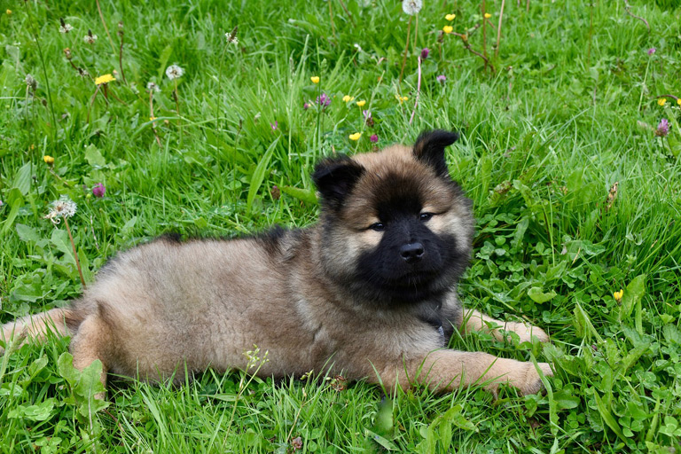 Szczeniak eurasiera na trawie